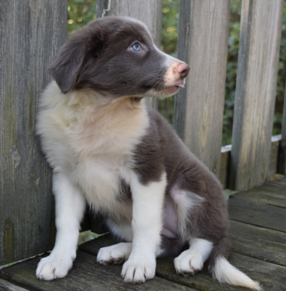 comprar cachorros sanos, baratos y asequibles para la venta